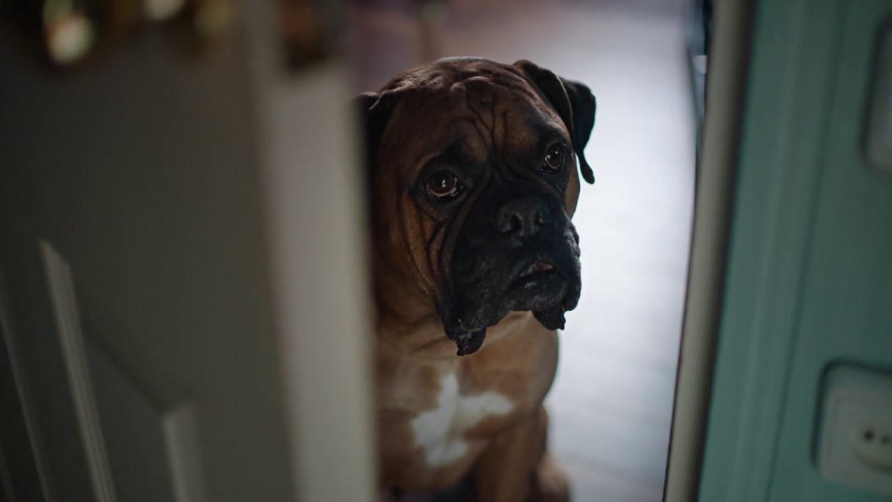 FFC - Oh My Dog